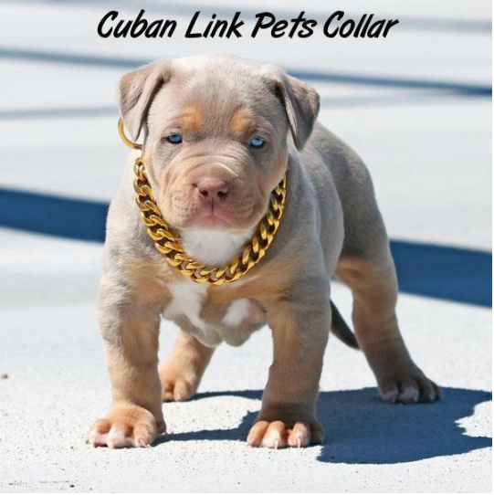 Kubanisches Glieder-Sicherheitshalsband für Haustiere mit dicker Goldkette