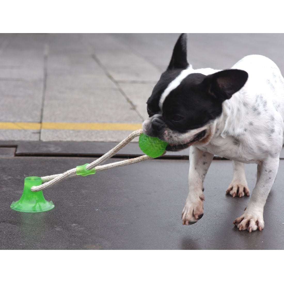 Dog Chew Suction Cup Tug of War Toy Multifunction Interactive Pet