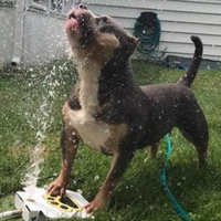 Thumbnail for Dog Water Fountain